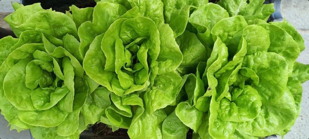 Sítio, 1 quarto, 900 m² - Foto 15