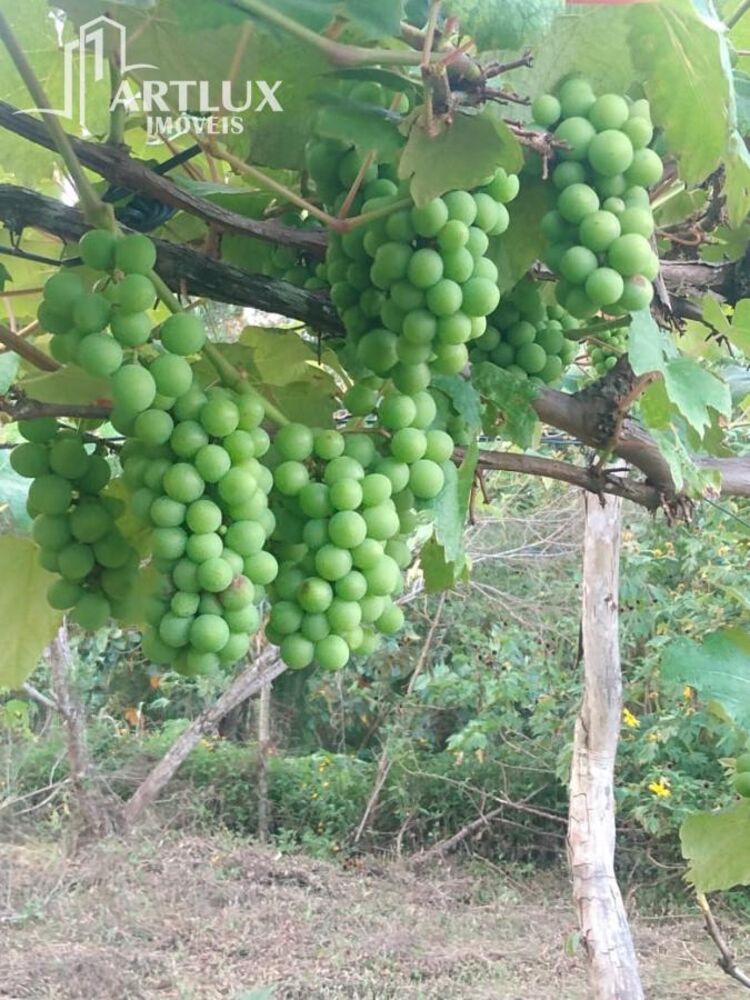 Sítio, 3900 m² - Foto 35