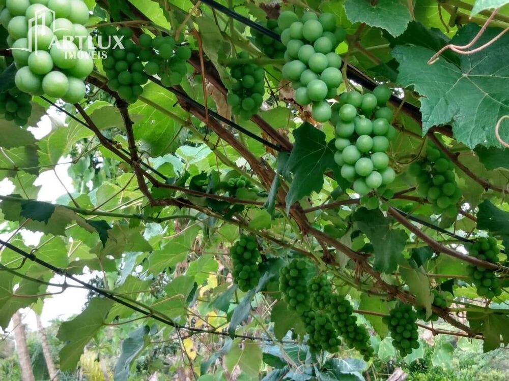 Sítio, 3900 m² - Foto 32