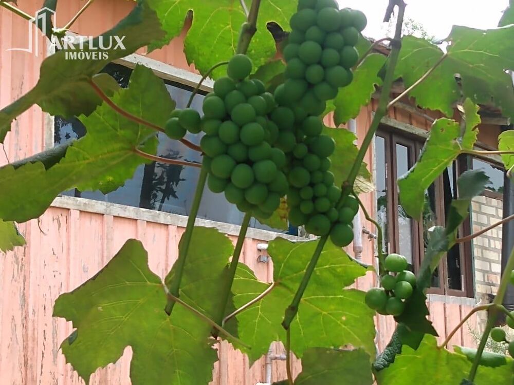 Sítio, 3900 m² - Foto 4