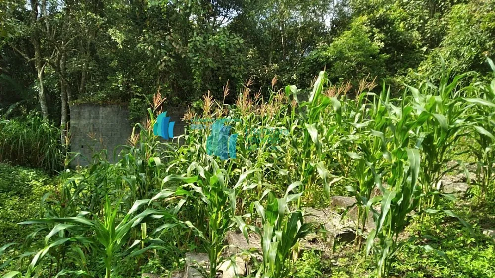 Chácara, 1 hectares - Foto 8