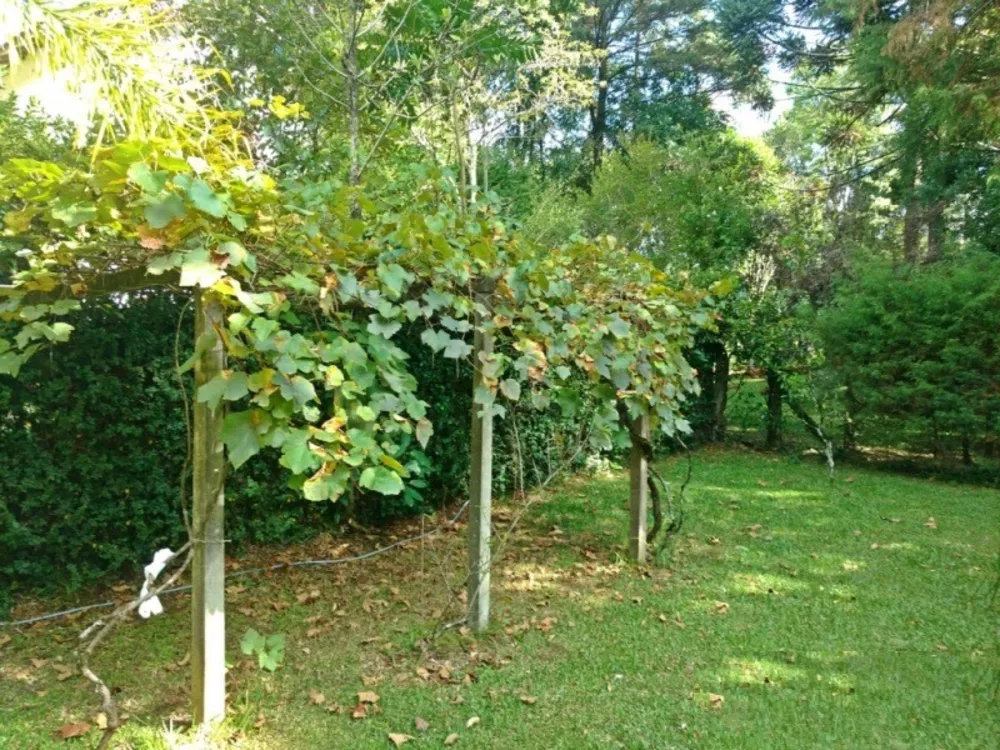 Casa, 3 quartos, 500 m² - Foto 5