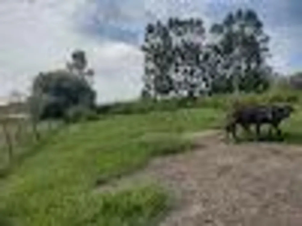 Chácara, 5 hectares - Foto 4