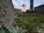 Terreno, 300 m² - Foto 2