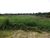Terreno, 61370 m² - Foto 1