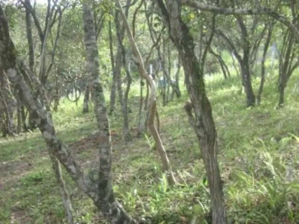 Terreno, 1297 m² - Foto 6