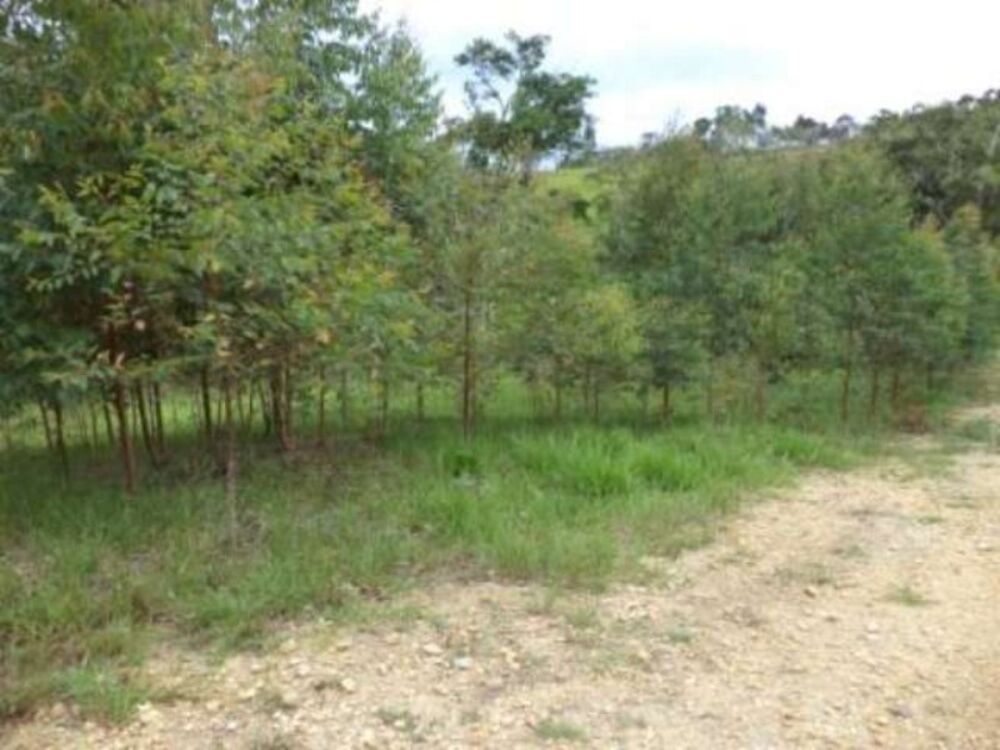 Sítio, 8 m² - Foto 5