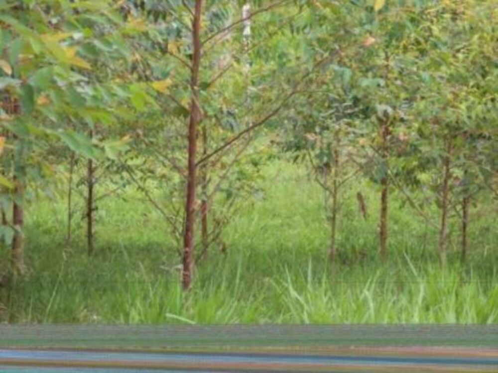 Sítio, 8 m² - Foto 4