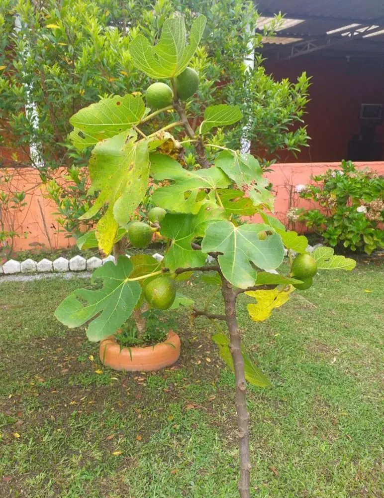 Fazenda à venda com 5 quartos, 2000m² - Foto 2