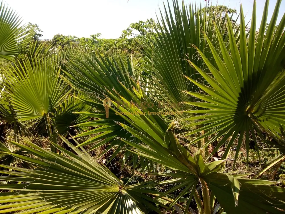 Sítio, 4 quartos, 15 hectares - Foto 6
