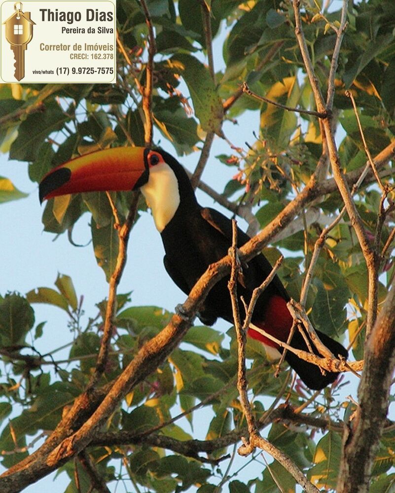 Terreno, 450 m² - Foto 6