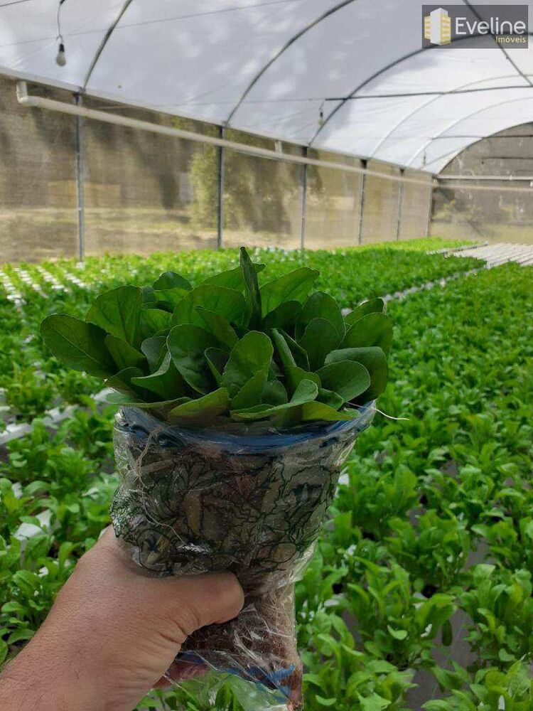 Sítio, 2 quartos, 2 hectares - Foto 4