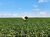Fazenda, 113 hectares - Foto 1