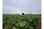 Fazenda, 264 hectares - Foto 1