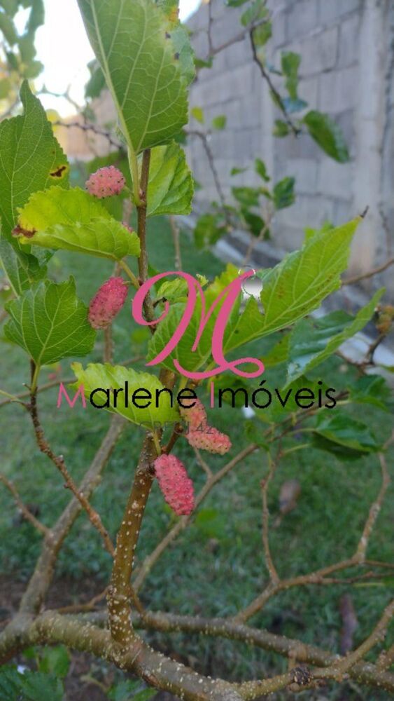 Chácara, 2 quartos - Foto 4