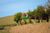 Fazenda-Sítio-Chácara, 224 hectares - Foto 10