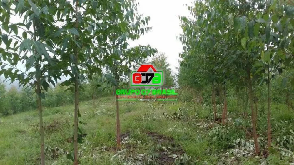 Terreno, 3 hectares - Foto 4
