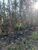 Terreno, 2 hectares - Foto 4