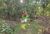 Terreno, 10 hectares - Foto 2