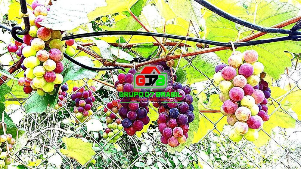 Chácara, 2 quartos, 1 hectares - Foto 1