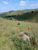 Terreno, 2 hectares - Foto 4