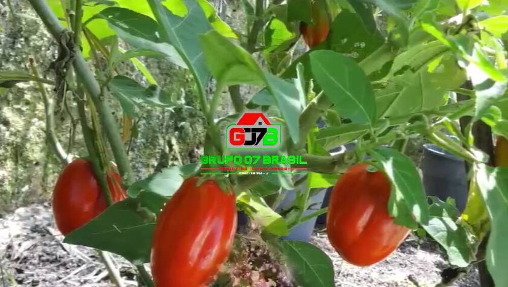 Sítio, 2 quartos, 4 hectares - Foto 7