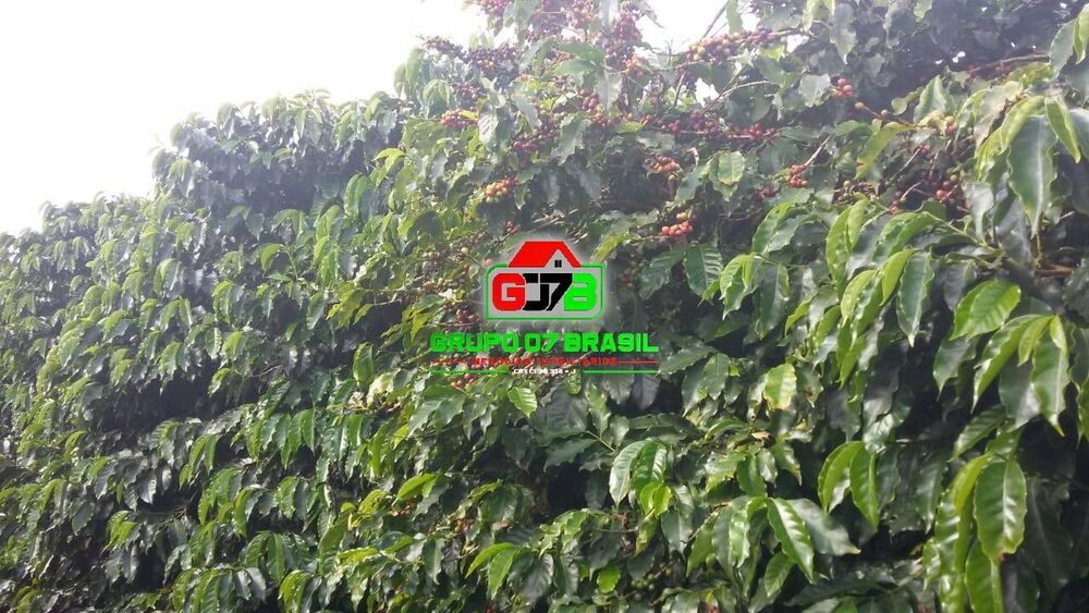Fazenda à venda com 3 quartos, 200m² - Foto 3