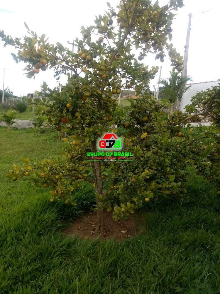 Sítio, 3 quartos, 7 hectares - Foto 7