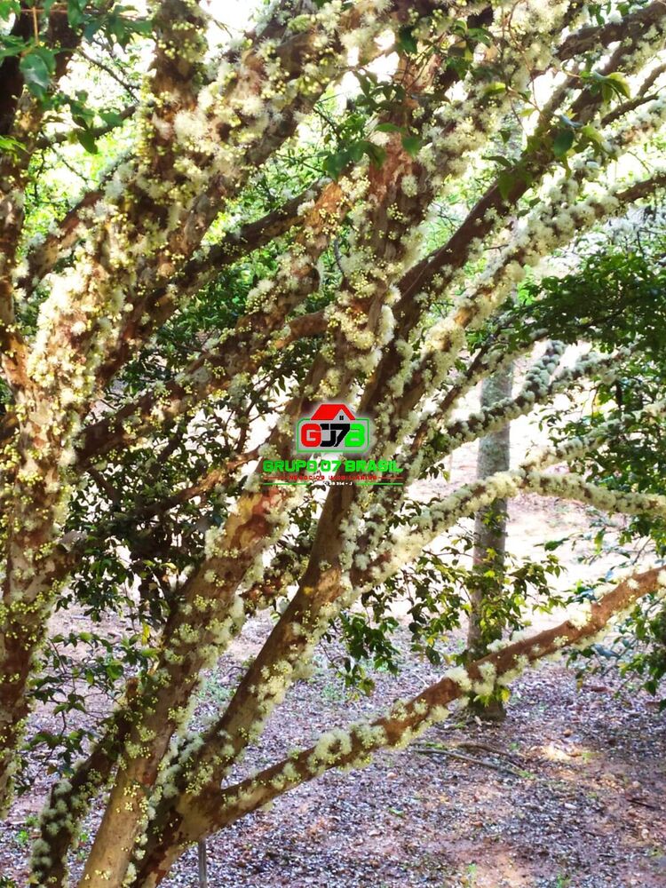 Chácara, 3 quartos, 3800 m² - Foto 4