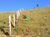 Terreno, 2000 m² - Foto 3
