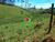 Terreno, 9 hectares - Foto 4