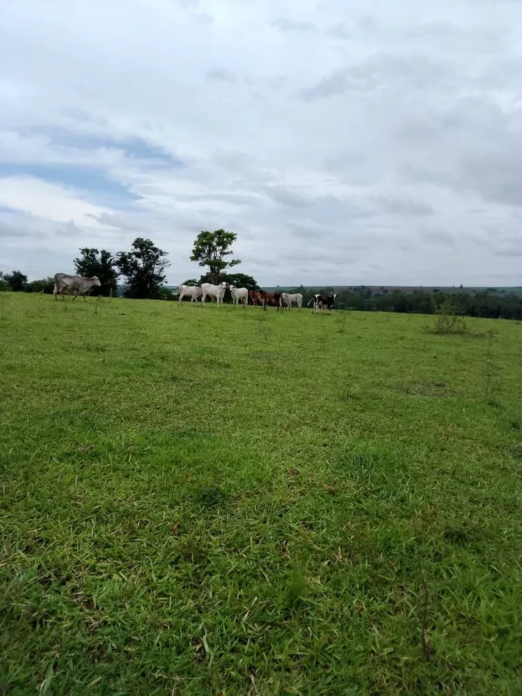 Sítio, 9 hectares - Foto 4