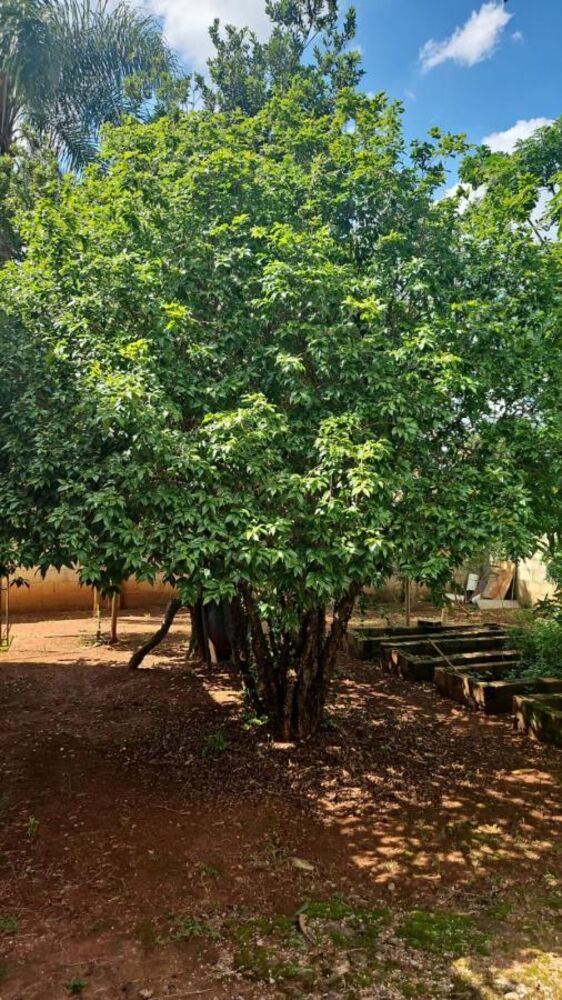 Chácara à venda, 1182m² - Foto 1