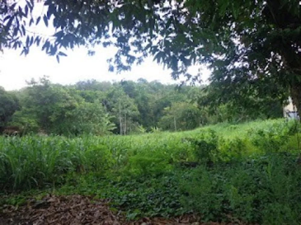Terreno, 4 hectares - Foto 7