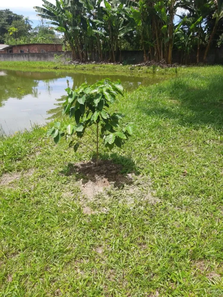 Sítio, 8 quartos, 3 hectares - Foto 44