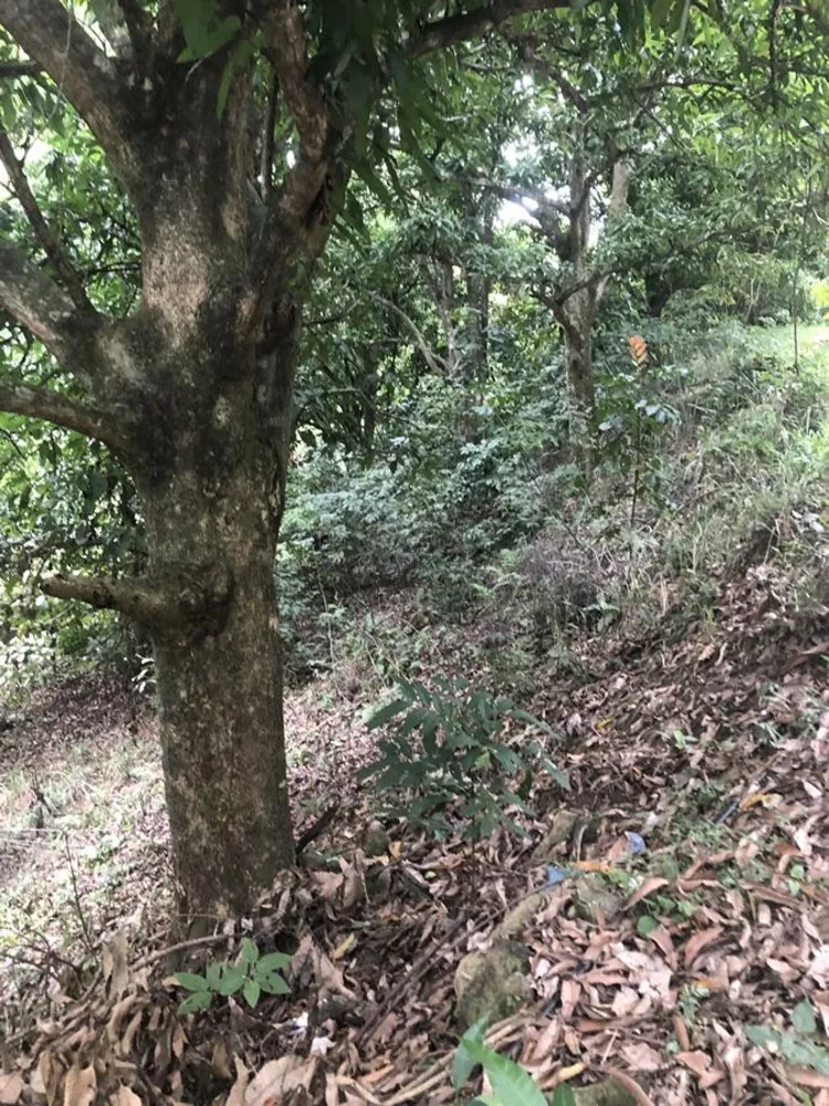 Sítio, 1200 m² - Foto 20