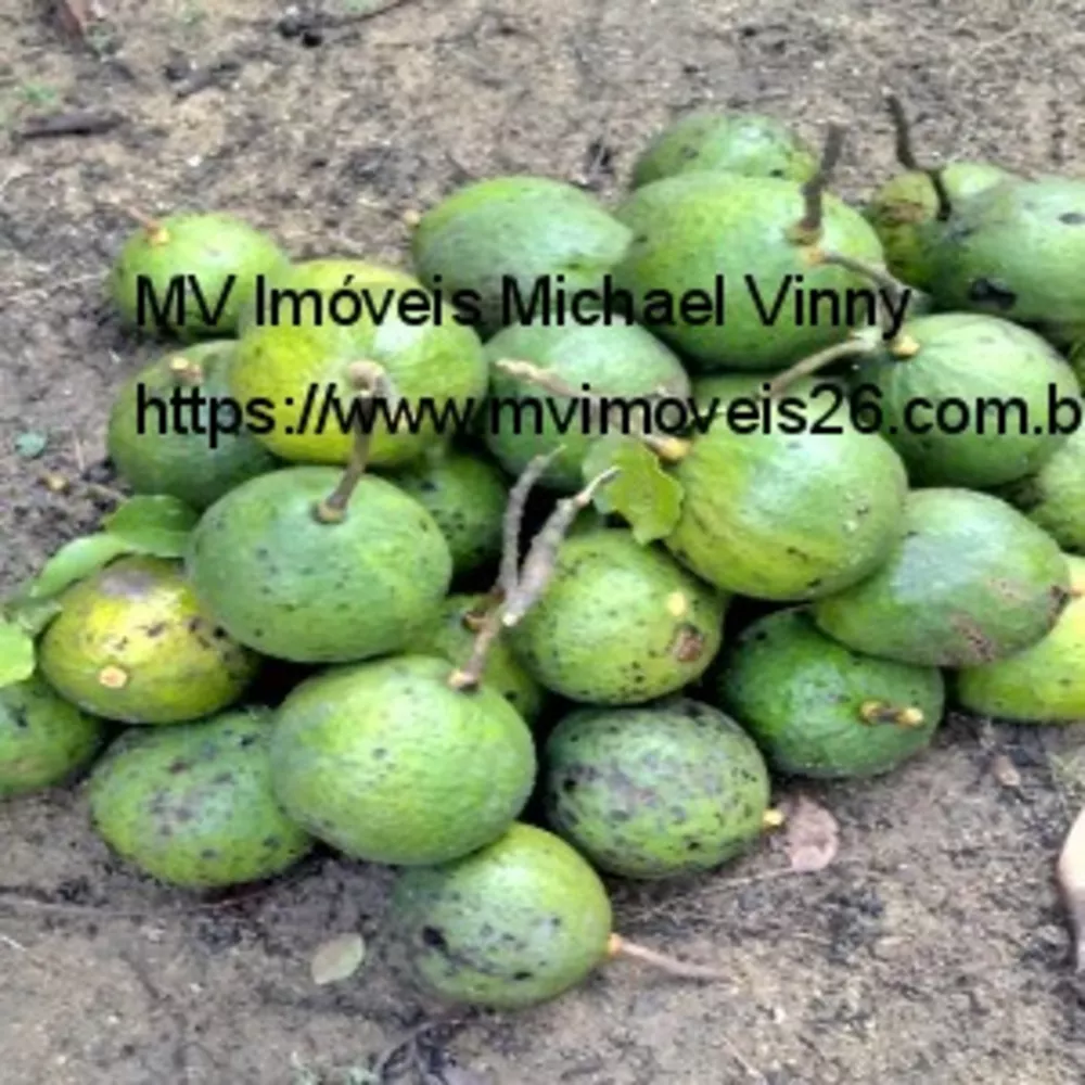 Chácara, 2 quartos - Foto 10