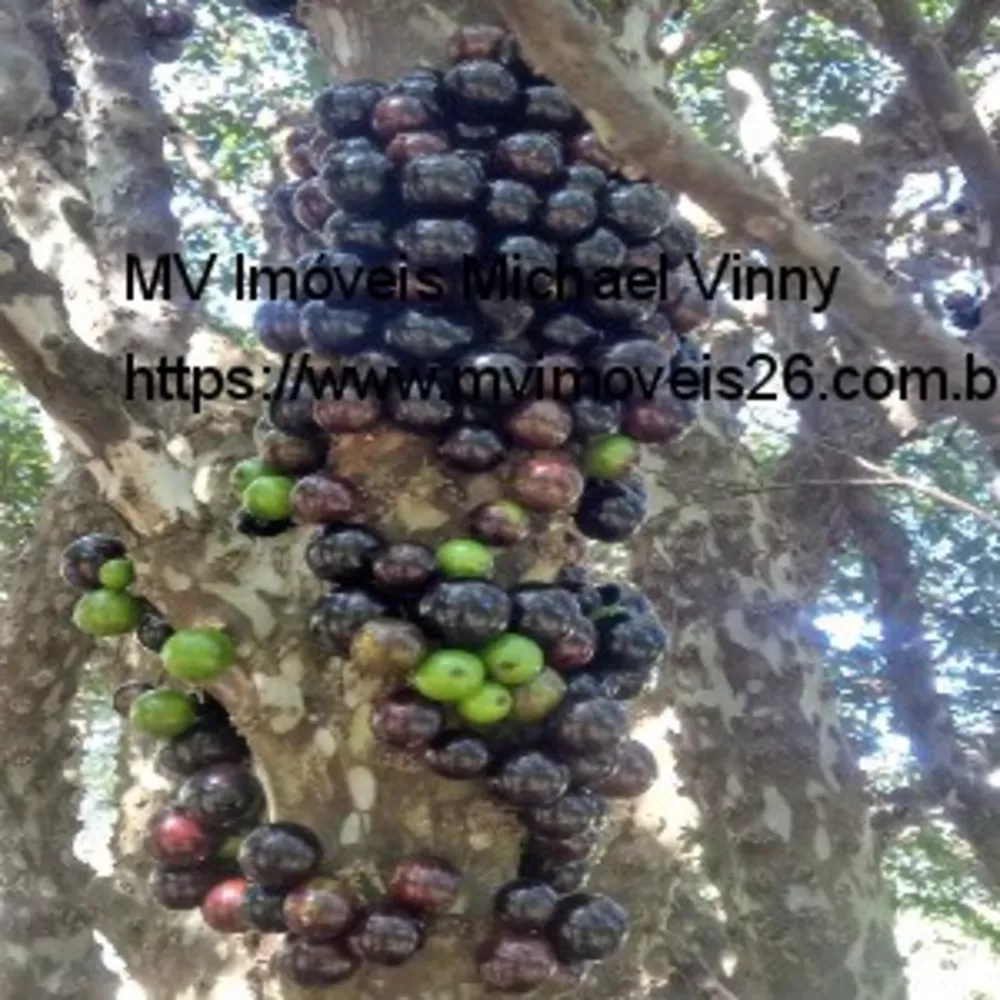 Sítio, 2 quartos - Foto 9