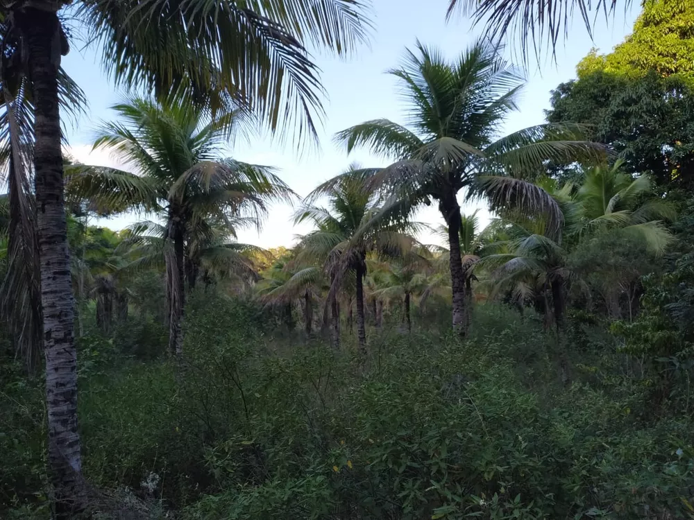 Sítio, 3 quartos - Foto 3