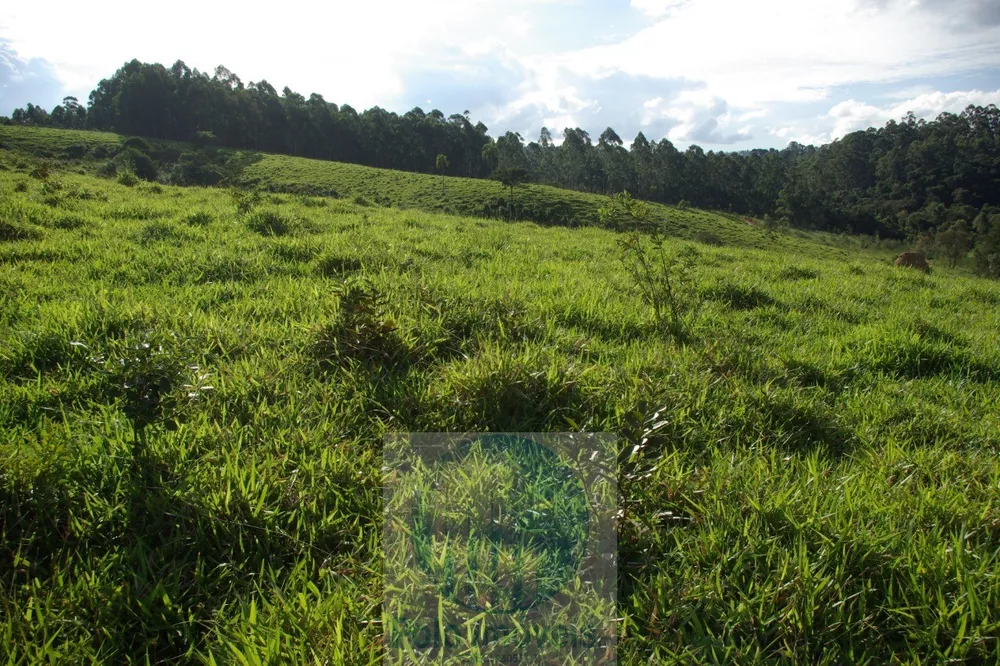 Sítio, 1 quarto, 10 m² - Foto 20