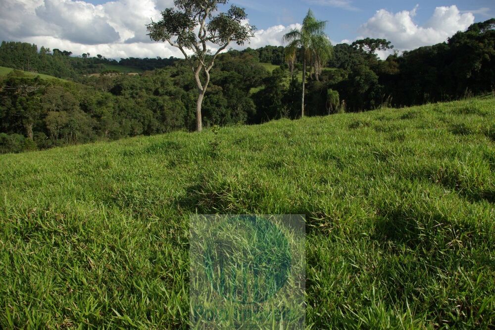 Sítio, 1 quarto, 10 m² - Foto 6