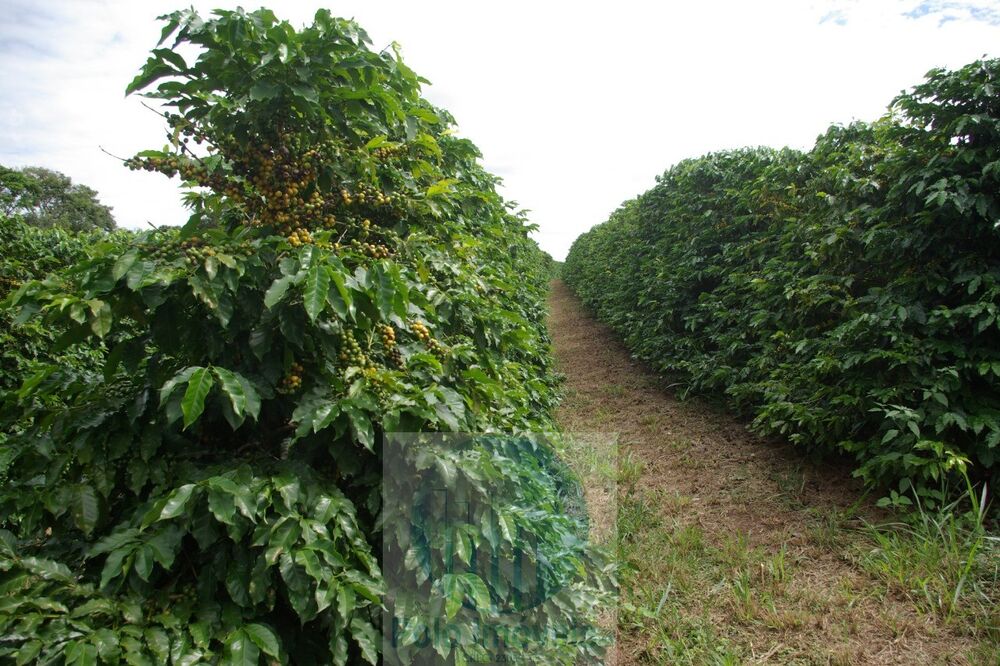 Sítio, 2 quartos, 5 m² - Foto 1