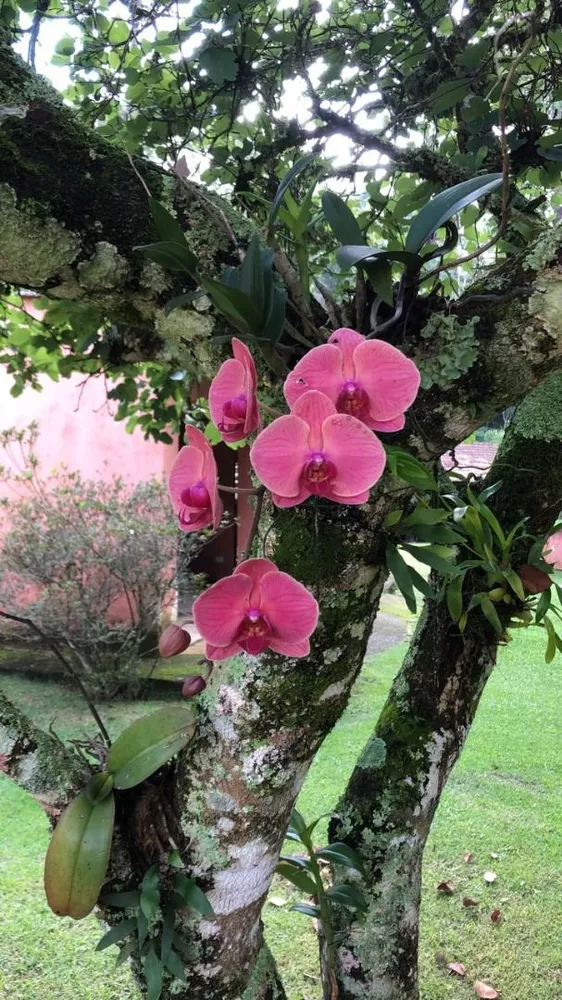 Sítio, 3 quartos, 27 hectares - Foto 8