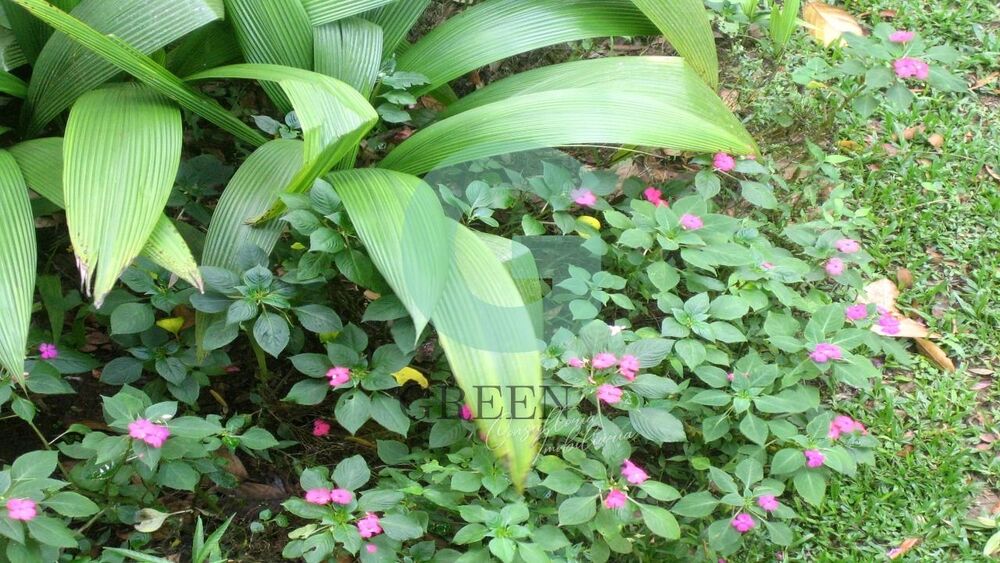 Casa, 4 quartos, 500 m² - Foto 21