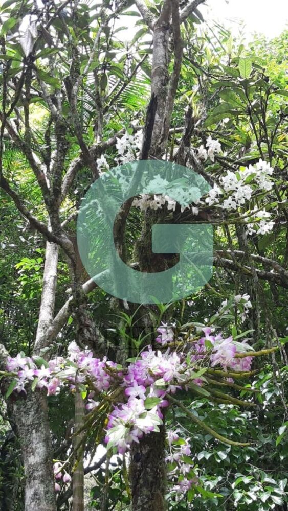 Casa, 4 quartos, 500 m² - Foto 36