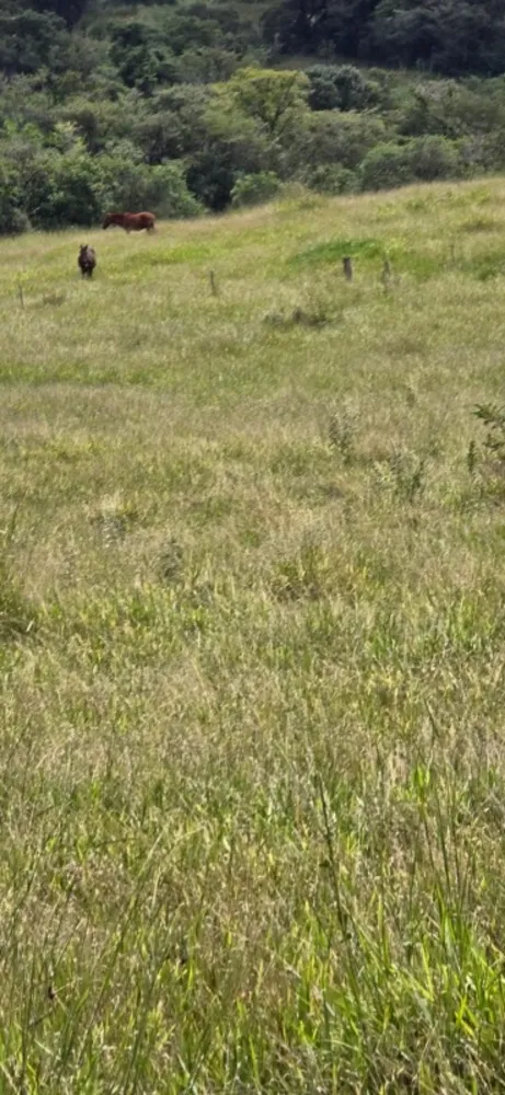 Fazenda, 71 hectares - Foto 9