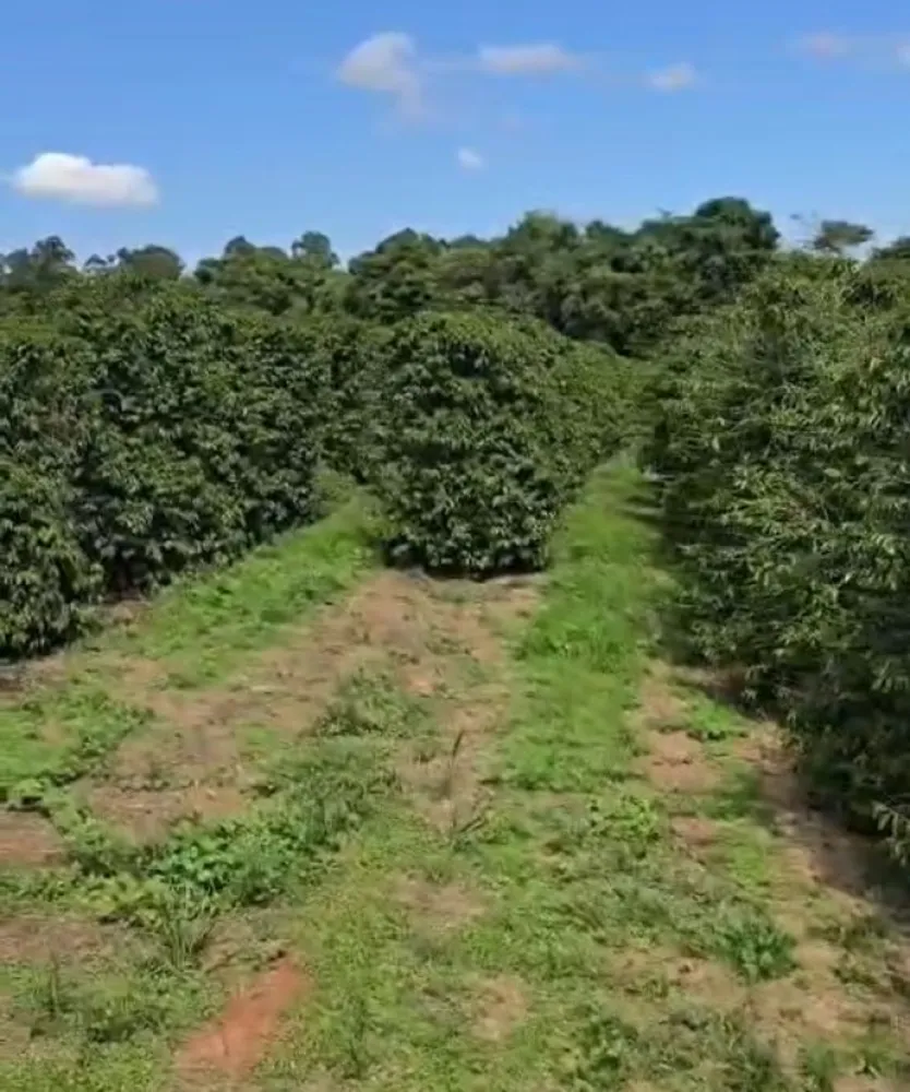 Fazenda, 71 hectares - Foto 4