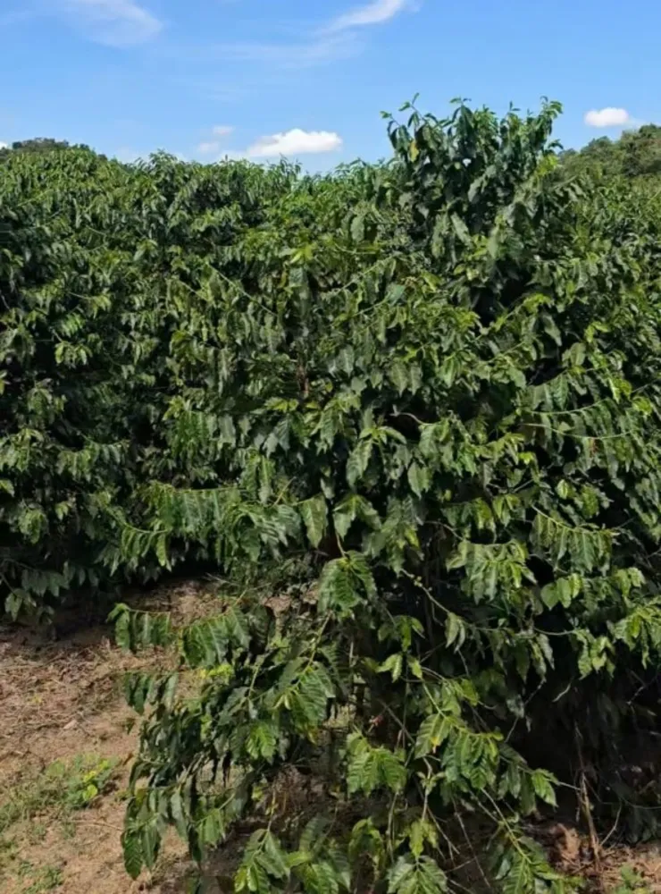 Fazenda, 71 hectares - Foto 2