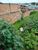 Terreno, 360 m² - Foto 4