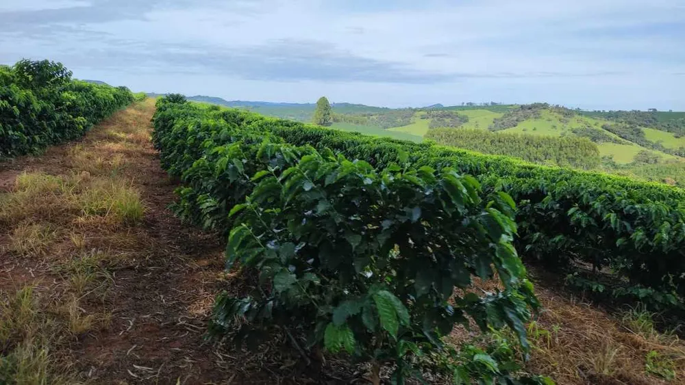 Fazenda, 300 hectares - Foto 10